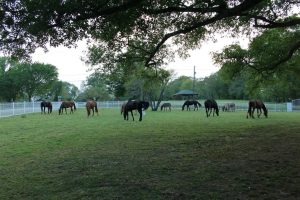 Freedom Ranch Properties - Arkansas - Military accommodations or crashpad near the Little Rock Airforce base in Jacksonville, Arkansas. - Freedom Ranch & Animals