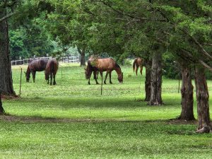 Freedom Ranch Properties - Arkansas - Military accommodations or crashpad near the Little Rock Airforce base in Jacksonville, Arkansas. - Freedom Ranch & Animals