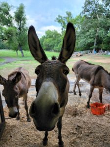 Freedom Ranch Properties - Arkansas - Military accommodations or crashpad near the Little Rock Airforce base in Jacksonville, Arkansas. - Freedom Ranch & Animals